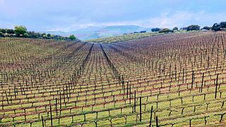 Dégustation de vins et visite de la Bodega Doña Felisa
