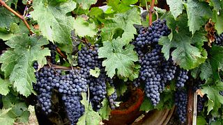 Degustação de vinhos e tour na Antica Cantina Sant'Amico