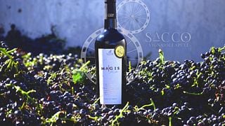 Cata de vinos y visita guiada en Sacco Vignaioli Apuli