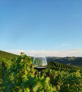 Premium-Weinprobe und Tour im Weingut Alario Claudio