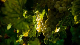 Frascati Wine Cellar
