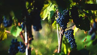 Novi Vineyards: A Hidden Gem in Lesser Poland