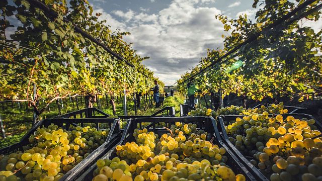 Dégustation de vins et randonnée dans le vignoble du Weingut Andreas Schmid