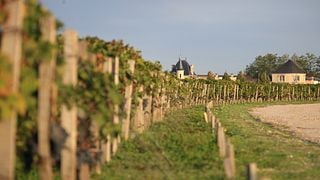 Visites privées des vignobles d'Acaibo