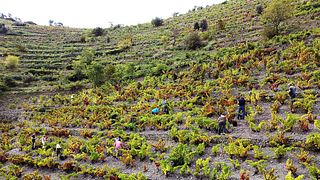 Besichtigung eines Weinbergs und Besuch und Weinprobe im Weingut in Sao del Coster