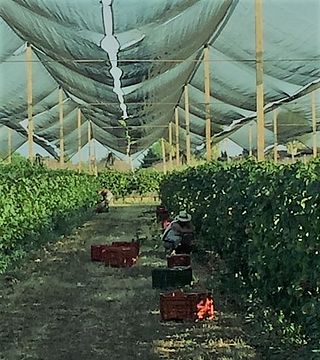 Cata de vinos y visita guiada a Ancilla - Azienda Agricola La Ghidina