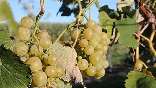 Baxter's Vineyard
