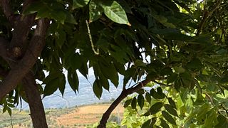Besök & vinprovning på Quinta dos Novais Organic Vineyard