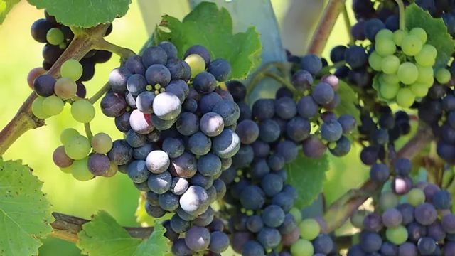 Ruta del vino en los Grisones