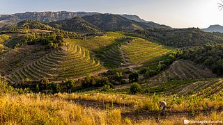 Maius Viticultors: A Family Winery in Catalonia