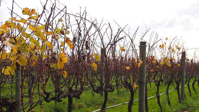 Degustazione di vini e tour presso Quealy Winemakers