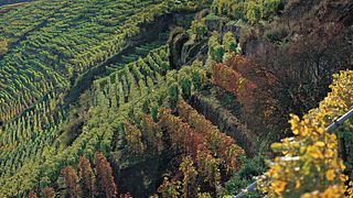 Dégustation de vins dans notre salle de dégustation à Lauffen - et visite de la cave du Lauffener Weingärtner