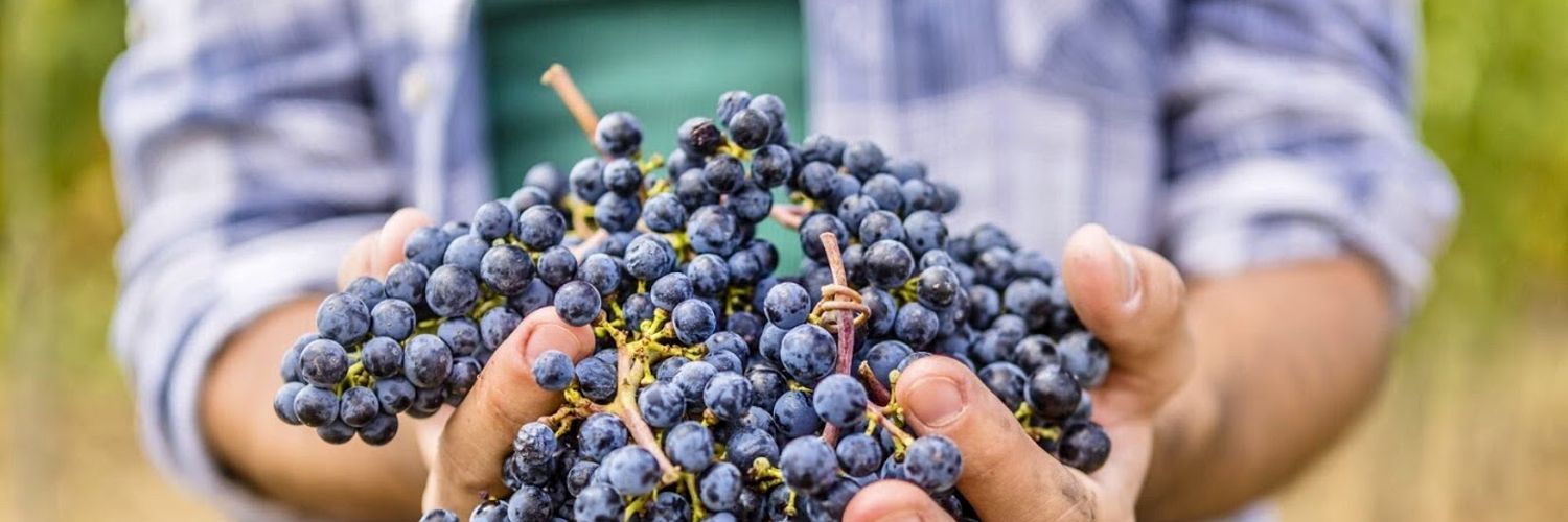 harvesting-in-Alussinante