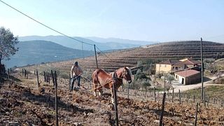 Visita a los antiguos viñedos de Quinta da Furada.