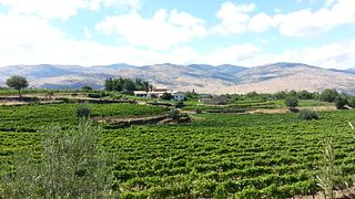 Cata de vinos y visita a viñedos 3