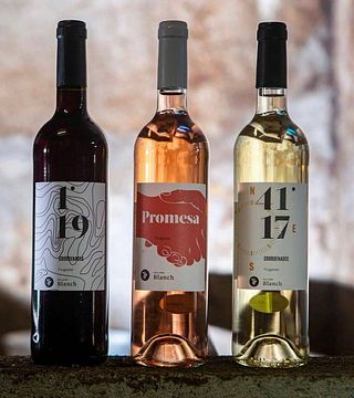 Weinbergtour, Bio-Praktiken und 4-6 Weinproben mit Experten