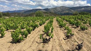 Bodega Nietos De Señora Maria