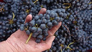 Dégustation et possibilité de repas de groupe au Domaine La Casenove