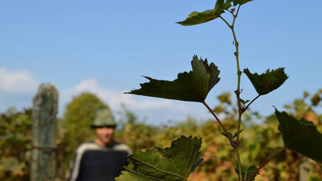 Cata de vinos en el Marani de Lomtadze