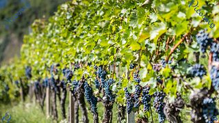 Degustazione di vini e tour da Bertrand & Vincent Marchesseau