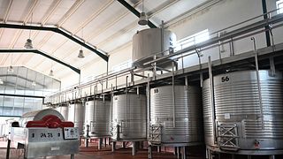 Prova de Monocastas na Encosta do Sobral - Sociedade Agrícola SA