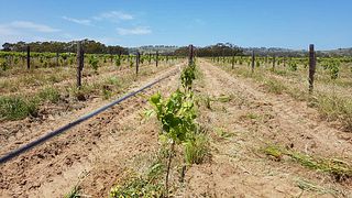 Smallfry Wines