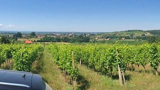 Visite et dégustation de vins autour de Klet Romic