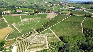 Cata de vinos y visita guiada en Ca' Brusà, Agricola Marengo Diego