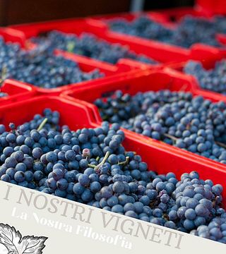 Cata de vinos y tour en Garesio