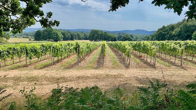 Trotton Estate Vineyards
