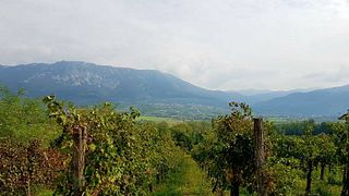 Weinprobe im Kletarstvo Petrič