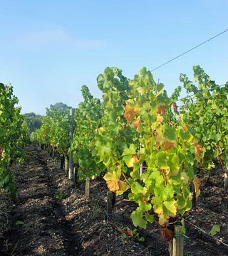 Degustazione di vini e visita allo Château Lesparre