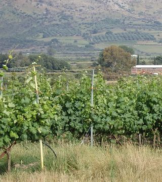 Degustazione di vini e cena presso la cantina e la viticoltura Gerokostopoulos