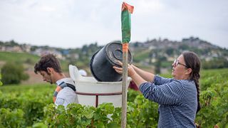 Vincent Grall Vigneron