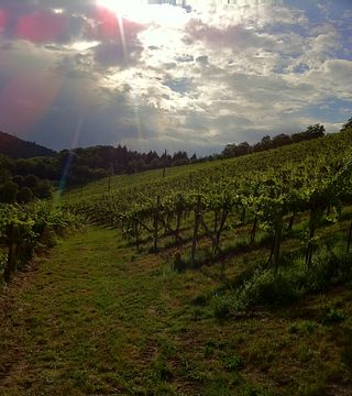 Weingut Iselin
