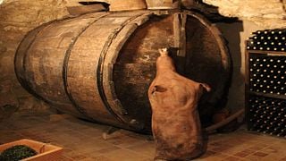 Visita al viñedo con aperitivo y actividad enológica + bodega y cata de vinos