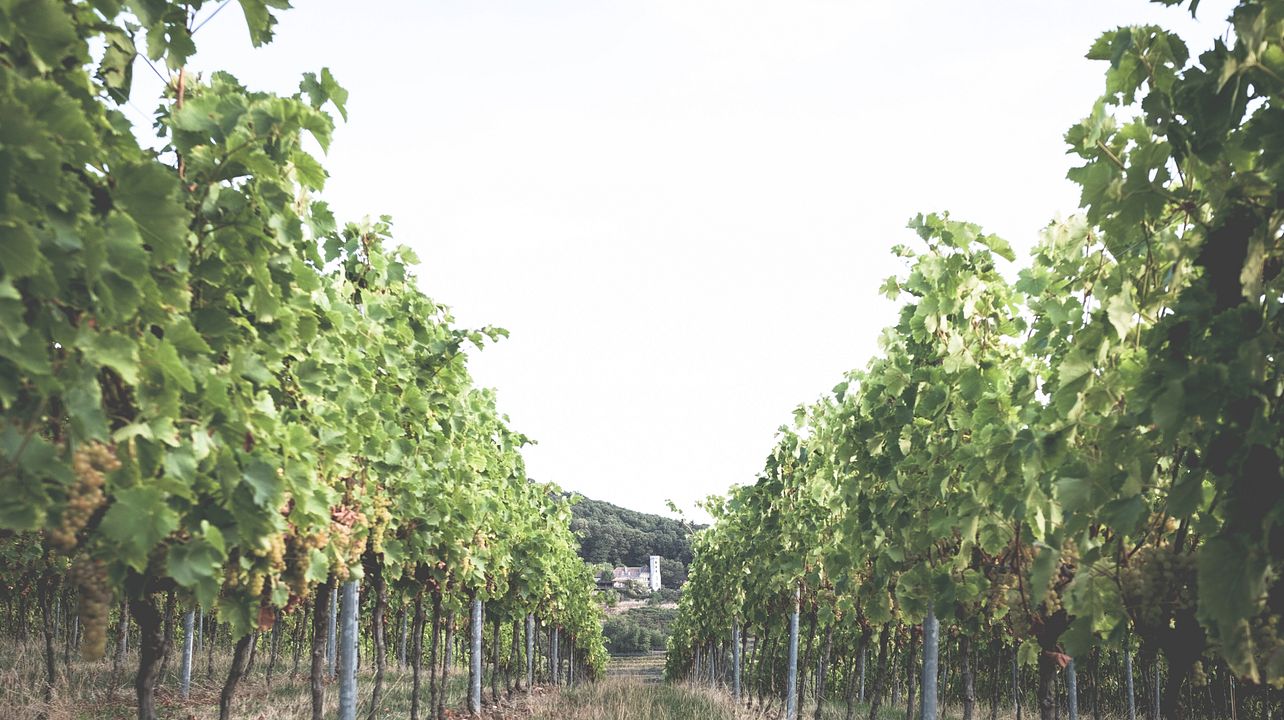 Passeio pelos vinhedos e degustação de vinhos nos arredores de Leinsweiler