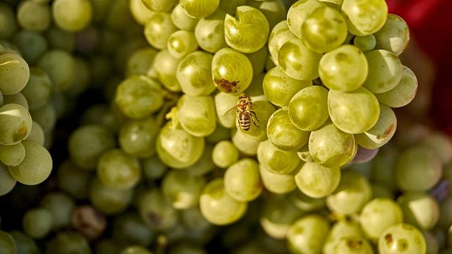 Degustazione di vini Karplma presso l'azienda vinicola Ktima Akrani