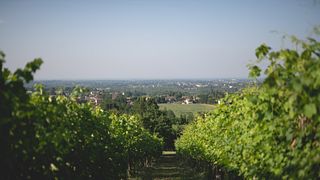 Spaziergang durch die Weinberge und geführte Weinprobe bei Oinoe La Città del Vino