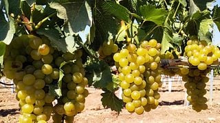 Cata de vinos y visita a Bodegas Monovar