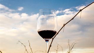 Degustazione di vini semplice alle Cantine Polvanera