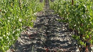 Cata de vinos y recorrido en Quinta Da Sequeira.