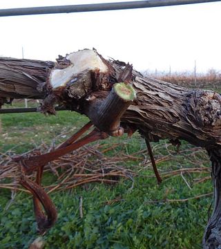 Cata y visita de vinos en Celler Mas Vicenç