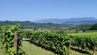 Tour especial e degustação de vinhos em La Svolta