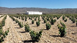 Wine Tasting and Tour at Asensio Carcelén Winery