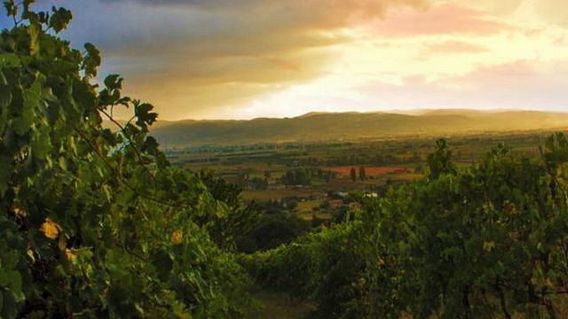 Tili Vini: A Legacy of Quality Wines