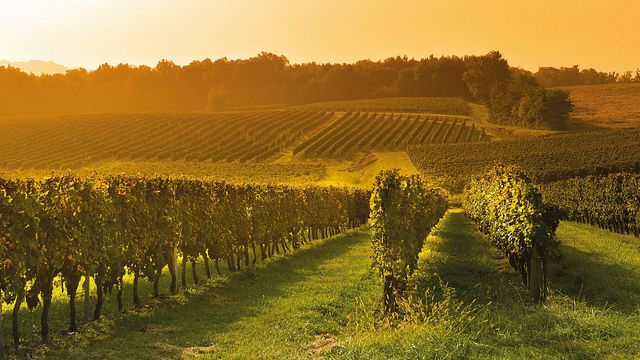 Degustação de vinhos e tour na Dee Vine Wine Estate