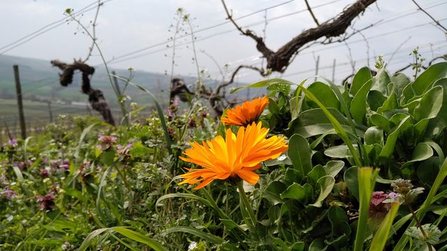 Weingut Birgit Fürst