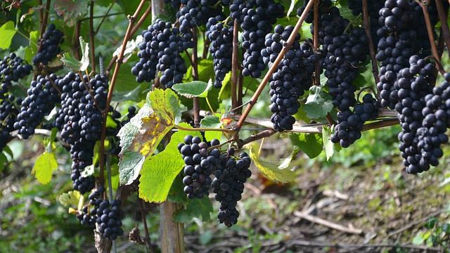 Dégustation de vins et visite du Weingut Sermann