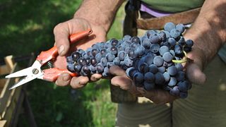 Weinprobe und Führung im Weingut Le Bignele